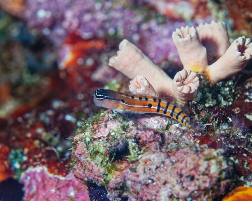 Axelrod's clown blenny (Ecsenius axelrodi) — Blenniidae — 4