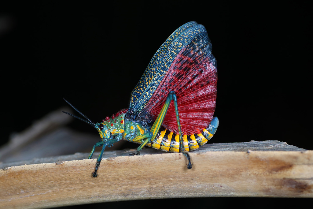 Rainbow Milkweed Locust