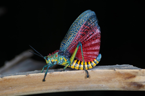 Rainbow Milkweed Locust