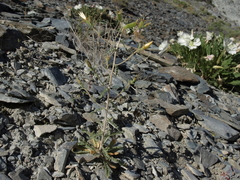 Mentzelia inyoensis