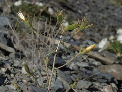 Mentzelia inyoensis