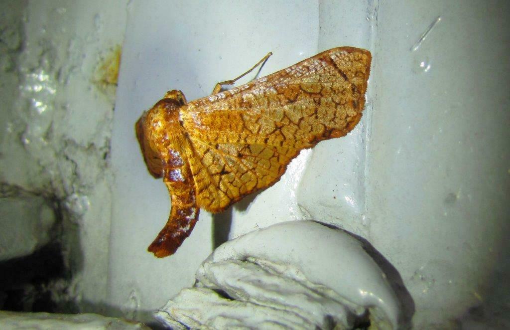 Chrysotypus reticulatus