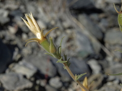 Mentzelia inyoensis