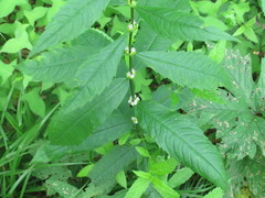 Lycopus charkeviczii