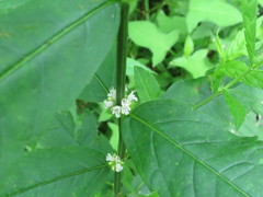 Lycopus charkeviczii