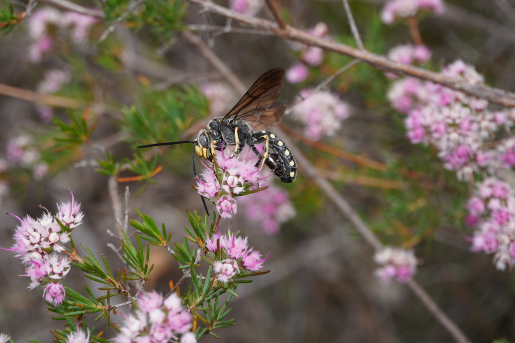 Oncorhinothynnus