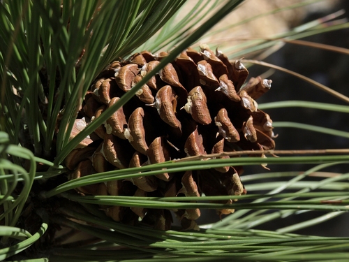 ponderosa pine (Pinus ponderosa)