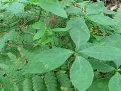Codonopsis lanceolata