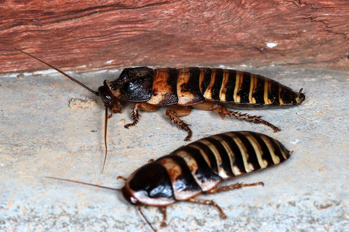 Dark Dwarf Hisser