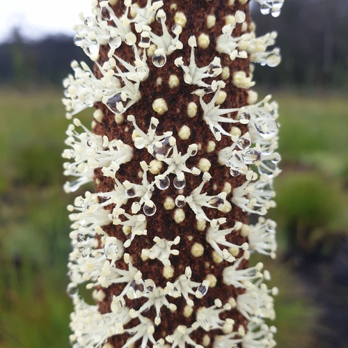 Image of Xanthorrhoea resinosa by (c) Shelomi Doyle, some rights reserved (CC BY)