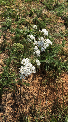 Achillea millefolium