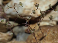 Nemacladus inyoensis