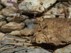 Nemacladus inyoensis