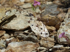 Nemacladus inyoensis