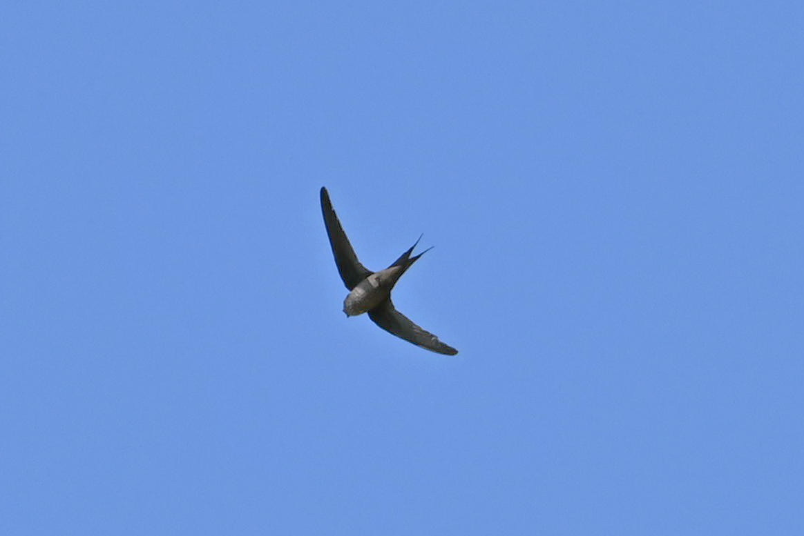 Malagasy Palm Swift (Cypsiurus gracilis), photo 10