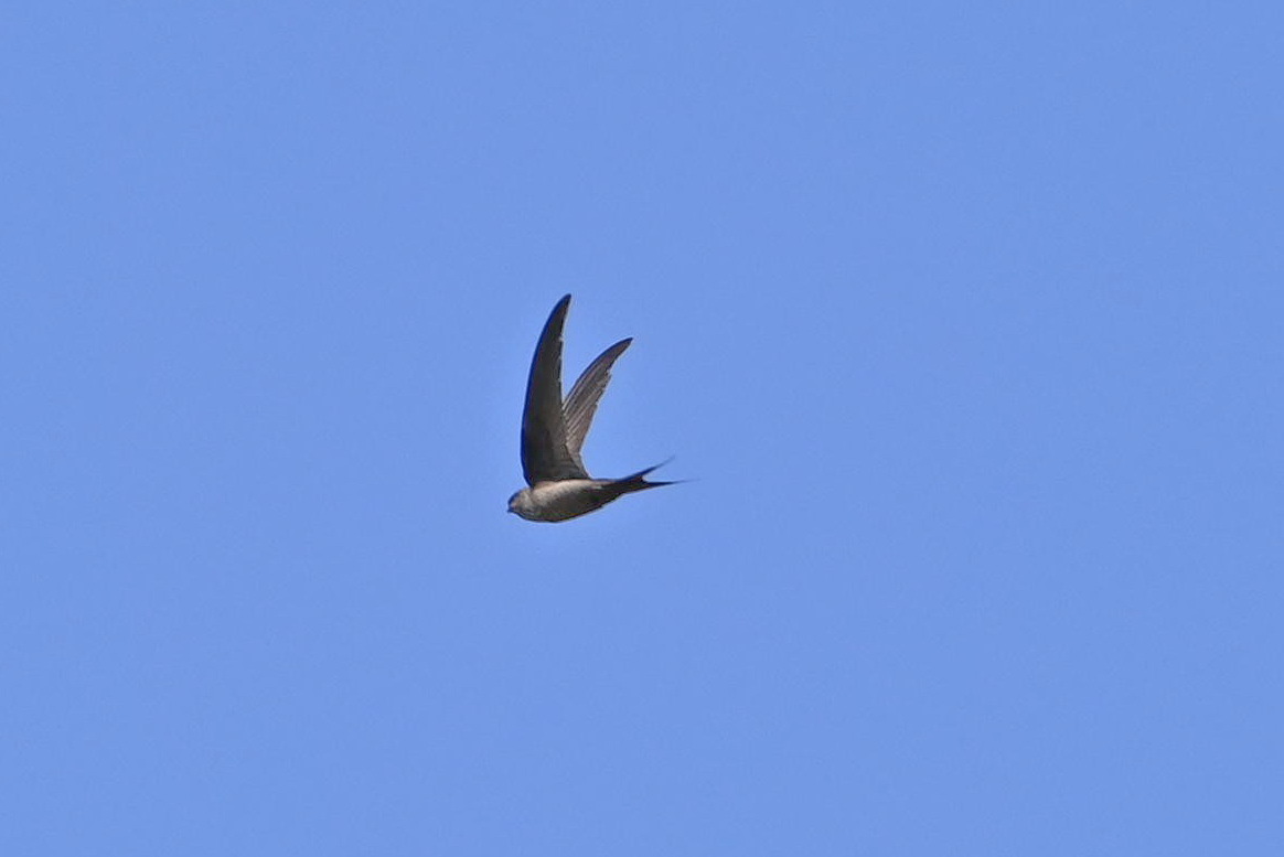 Malagasy Palm Swift (Cypsiurus gracilis), photo 4