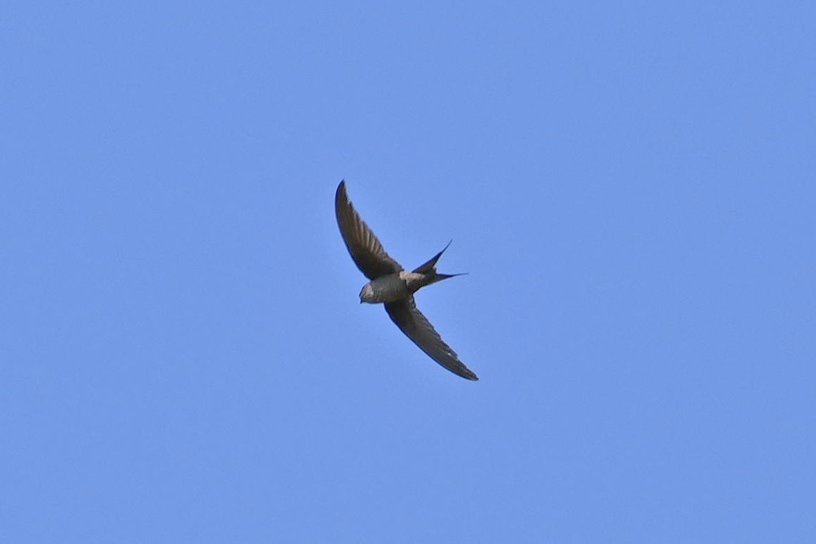 Malagasy Palm Swift (Cypsiurus gracilis), photo 3