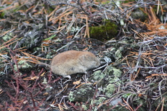 Clethrionomys gapperi