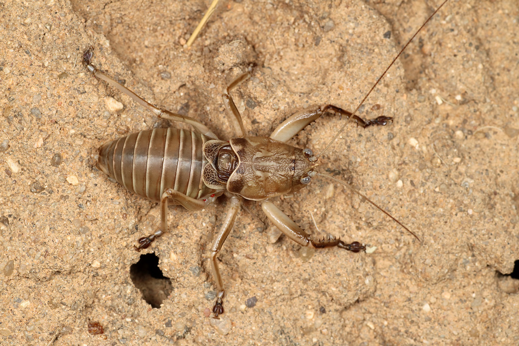 Malagasopus