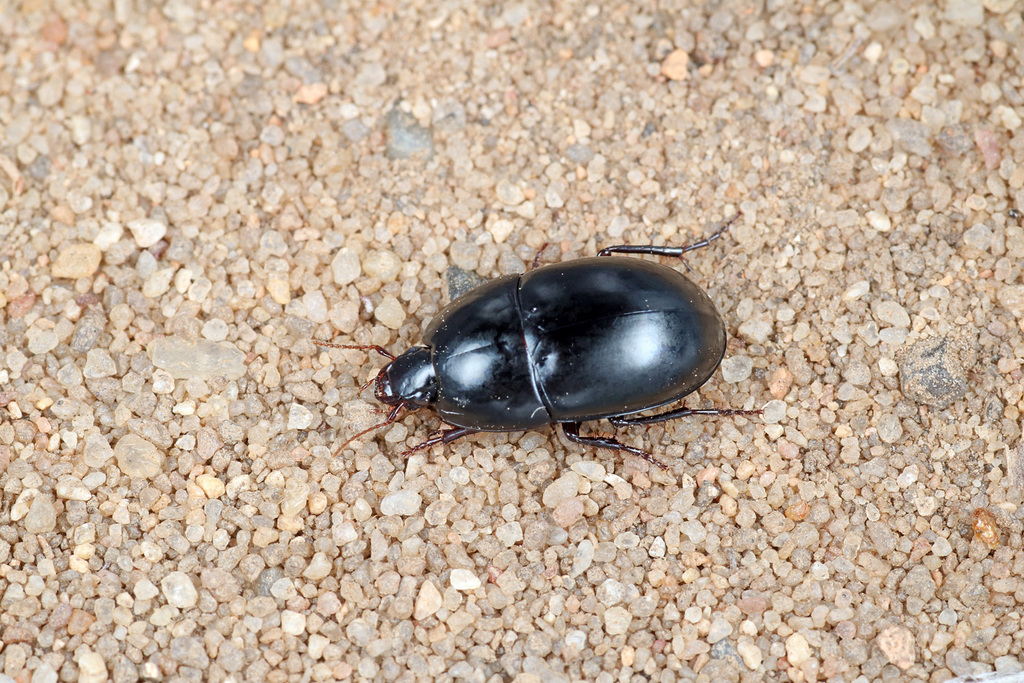 Thryptocerus