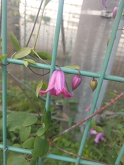 Clematis japonica