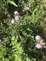 Cirsium arvense