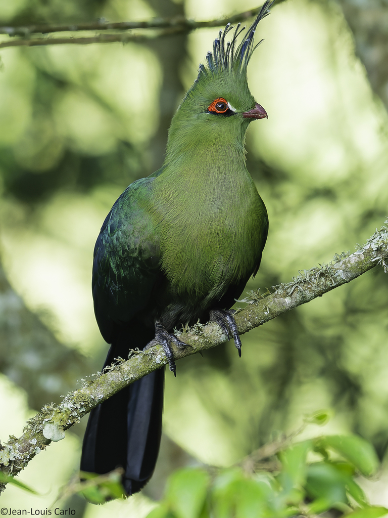 Schalow's Turaco
