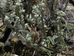 Oreocarya hoffmannii