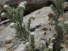 Oreocarya hoffmannii
