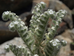 Oreocarya hoffmannii