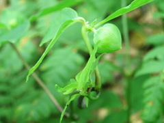 Codonopsis lanceolata