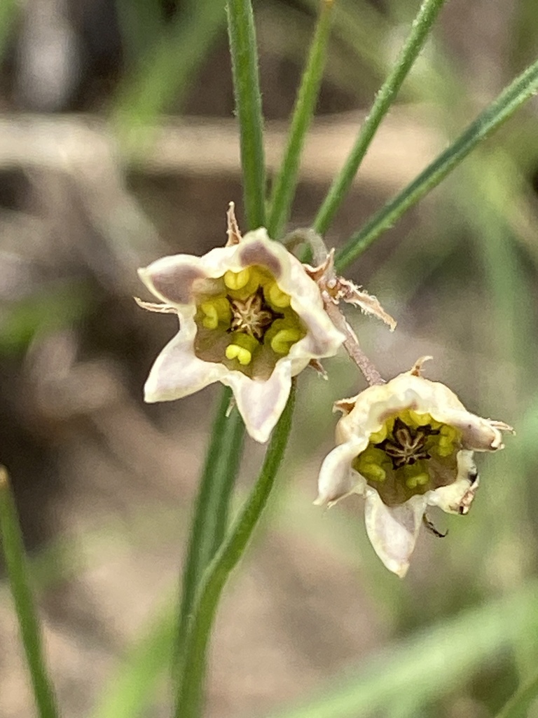 Sisyranthus randii