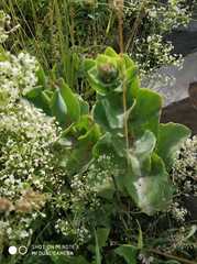 Hylotelephium caucasicum