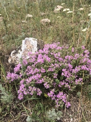 Thymus bashkiriensis