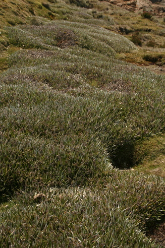 Image of Pineapple Grass (Astelia alpina) by no rights reserved
