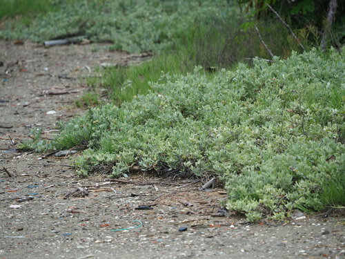 Image of Atriplex maximowicziana by no rights reserved