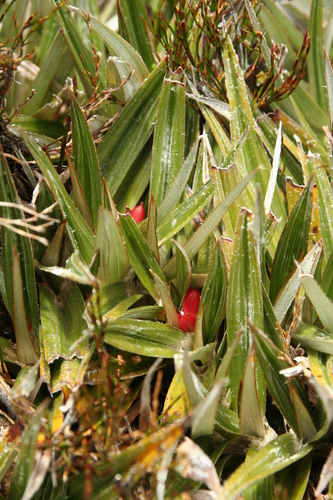 Image of Pineapple Grass (Astelia alpina) by no rights reserved
