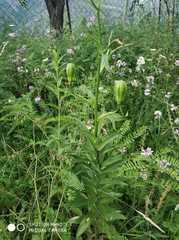 Lilium monadelphum