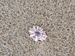 Siphonaria laciniosa