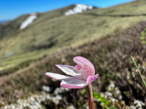 Image of Caladenia alpina by (c) Jeremy Jones, some rights reserved (CC BY)