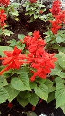 Salvia splendens