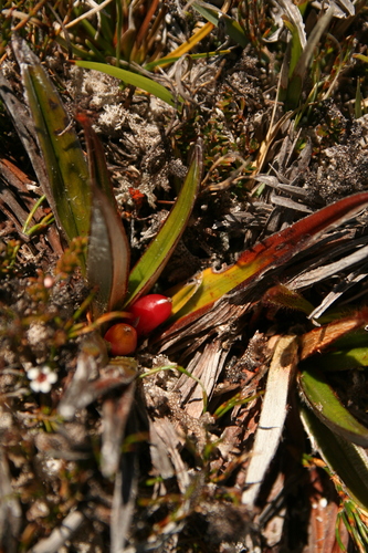 Image of Pineapple Grass (Astelia alpina) by no rights reserved
