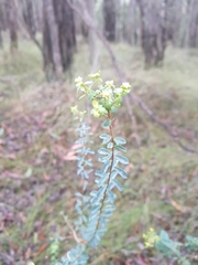 Pimelea flava