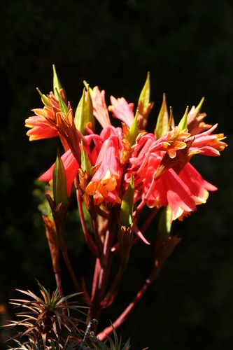 Tasmanian Christmas bell (Blandfordia punicea)
