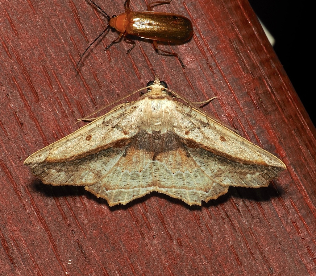 Polyacme straminea (Polyacme straminea)