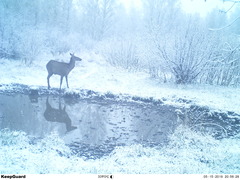 Cervus canadensis sibiricus
