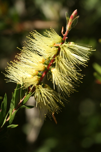 Image of Melaleuca virens by no rights reserved