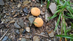 Scleroderma citrinum