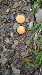 Scleroderma citrinum