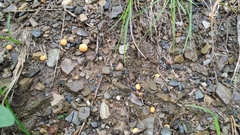 Scleroderma citrinum